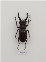 藏品(鞘翅目(鍬形蟲科))的圖片